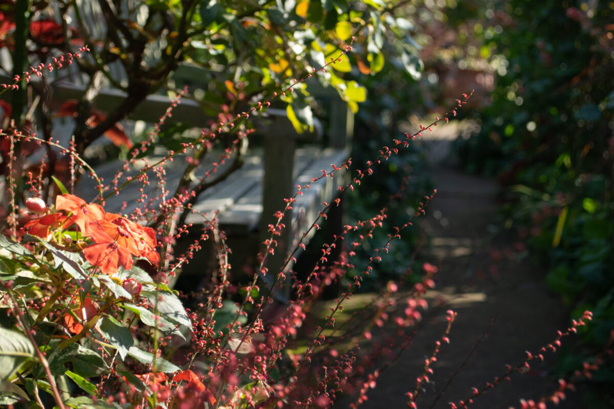 Sunlight filtering from autumn flowers and trees